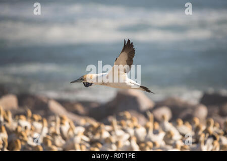 Le Cap d'oiseaux Fou de Bassan (Morus capensis) en vol au dessus de la colonie d'oiseaux sauvages l'île Bird, Lamberts Bay, Afrique du Sud Banque D'Images