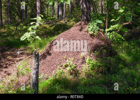 Grande fourmilière dans la forêt Banque D'Images