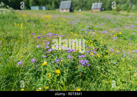 Géranium des forêts (lat. Geranium silvaticum L) dans une clairière de la forêt Banque D'Images