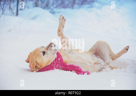 Labrador retriever dog vêtu d'une écharpe rouge couché sur le dos dans la neige Banque D'Images