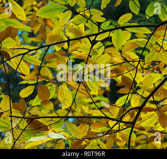 Sweet chestnut Castanea sativa feuilles en automne Banque D'Images
