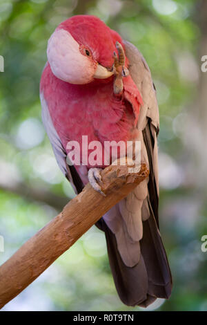 Cacatoès rosalbin (Eolophus roseicapilla) nettoyage pied. Type de cacatoès trouvés communément dans l'Australie continentale. Banque D'Images