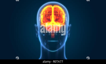L'anatomie du cerveau humain Banque D'Images