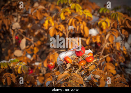 Macro, gros plan sur le chien rouge couleur rose, églantier en automne. Certains frost, surface humide est visible. Banque D'Images