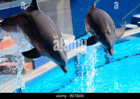 Deux dauphins sautant hors de l'eau au cours d'un spectacle de dauphins Banque D'Images