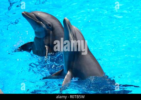 Deux dauphins dans un dophin show Banque D'Images