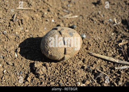 'Allemand' oeuf grenade exhumés par le labourage du printemps, Courcelette, France Banque D'Images