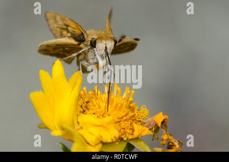 Skipper, Fiery hylephila phyleus, sonder le nectar des fleurs pour Banque D'Images