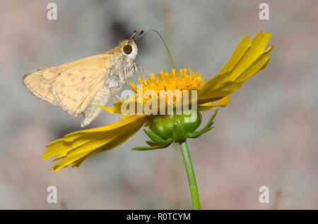 Skipper, Fiery hylephila phyleus, sonder le nectar des fleurs pour Banque D'Images