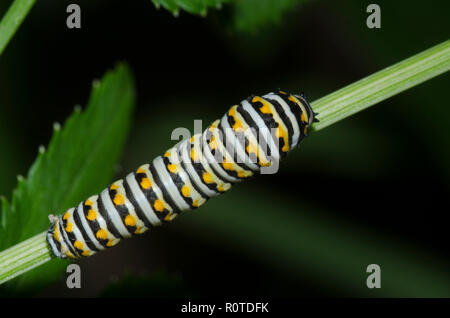 Papilio polyxenes, Swallowtail noir, Caterpillar Banque D'Images