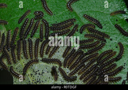 Damier Gorgone, Chlosyne gorgone, gregariously l'alimentation des larves sur le tournesol, Helianthus sp., feuille Banque D'Images