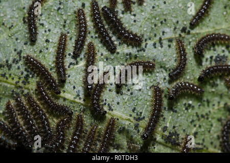 Damier Gorgone, Chlosyne gorgone, gregariously l'alimentation des larves sur le tournesol, Helianthus sp., feuille Banque D'Images