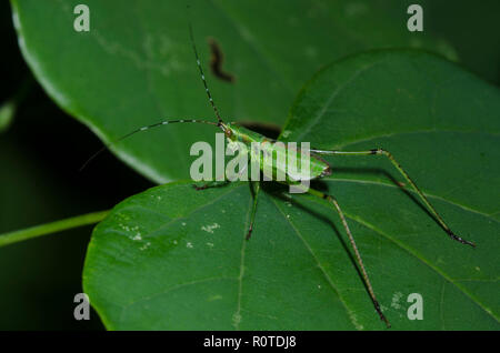 Katydid Bush, Scudderia sp., nymphe Banque D'Images