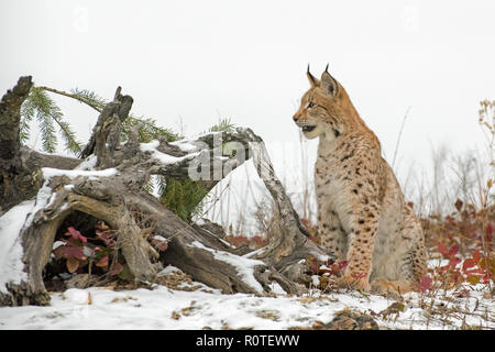 Lynx de Sibérie Cub chaton dans la neige 3 Banque D'Images