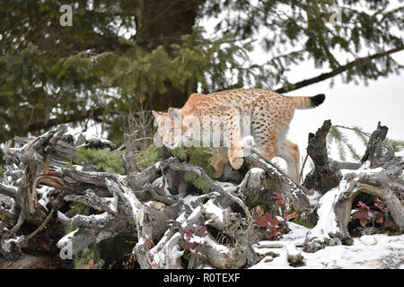 Lynx de Sibérie Cub chaton dans la neige 4 Banque D'Images