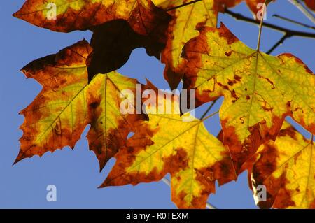 (Platanus hispanica avion hybride), le parc Alamillo, Séville, Andalousie, Espagne, Europe. Banque D'Images