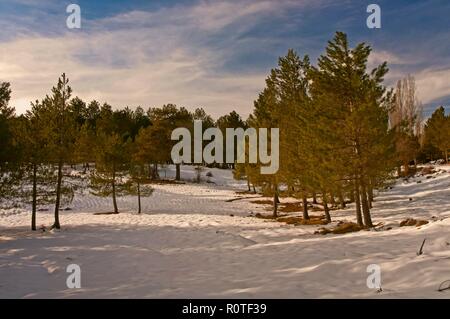 Paysage de neige, Parc Naturel des Sierras de Cazorla, Segura et Las Villas, province de Jaén, Andalousie, Espagne ; l'Europe. Banque D'Images