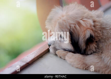 Shih Tzu petit chiot sur arrière-plan. Banque D'Images