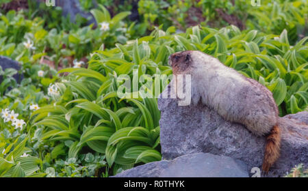Marmot se détendre au soleil sur le Mt Rainier National Park Banque D'Images