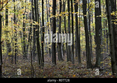 Forêt d'érable de l'automne, à l'Huron Nature Centre, dans le Midwest État du Michigan. Ce parc est très boisés, principalement avec les érables et d'autres. Banque D'Images