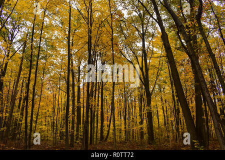 Couleurs d'automne en forêt d'érable. Situé à Huron Nature Centre, dans le Midwest de l'état du Michigan. Ce parc est situé le long du lac Huron dans le pouce. Banque D'Images