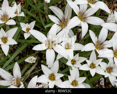 Un gros plan d'un groupe de fleurs blanches le ciel étoilé d'Ipheion sessiles Banque D'Images