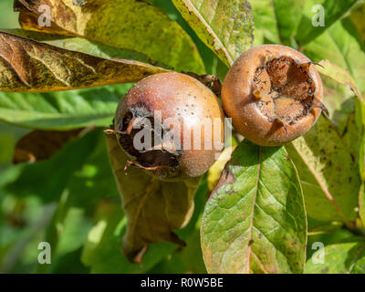 Un gros plan de deux nèfles mûres (Mespilus germanica) fruits contre un backgroud de feuilles Banque D'Images