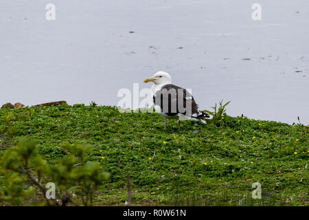 Le Hull Larus marinus Banque D'Images