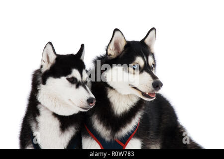 Deux chiens husky avec des yeux bleu et brun isolated on white Banque D'Images