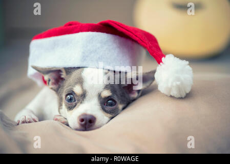 Joyeux Noël concept. Un peu mignon chien with Santa hat sur lit. Maison de l'arrière-plan. Banque D'Images