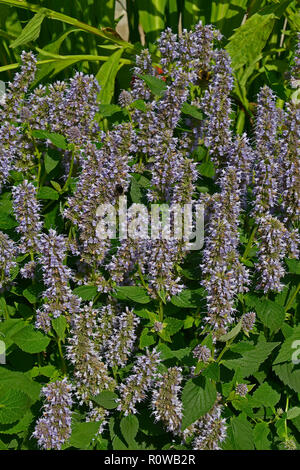 Close up de la floraison Agastache 'Blue Fortune' dans une bordure de fleurs Banque D'Images