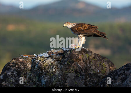 Aigle de Bonelli - Aguila Perdicera Aguila Perdicera o Azor (Aquila fasciata), Sierra de San Pedro, Cáceres, Extremadura, Espagne, Europe Banque D'Images