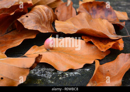 Hêtre feuilles de l'automne avec la cécidomyie des galles ou cocon du gnat sur l'un d'eux, side view Banque D'Images