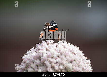 L'amiral rouge papillon, Vanessa atalanta, se nourrissant d'allium flowerhead Banque D'Images