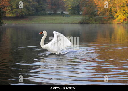 White cygne muet répandre les ailes pendant un moment, tout en nageant dans l'eau d'un étang à l'automne Banque D'Images