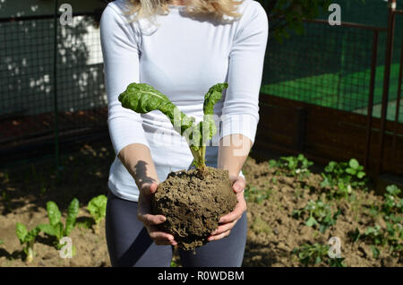 Femme montrant des semis de bette à carde au cours de la replantation dans une cour Banque D'Images