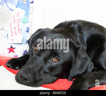 Un labrador noir se trouve à côté d'un cadeau de Noël. Banque D'Images