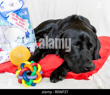 Un labrador noir se trouve à côté de ses cadeaux de Noël. Banque D'Images