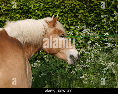 Une tête d'un cheval Haflinger de manger des plantes sauvages à l'extérieur. Banque D'Images