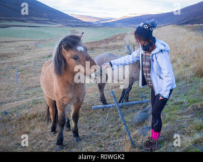 Fille de tourisme cheval islandais d'alimentation Banque D'Images