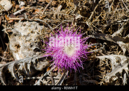 Carlina gummifera, verres atractylis fleur, chardon, Andlusia pin, Espagne. Banque D'Images