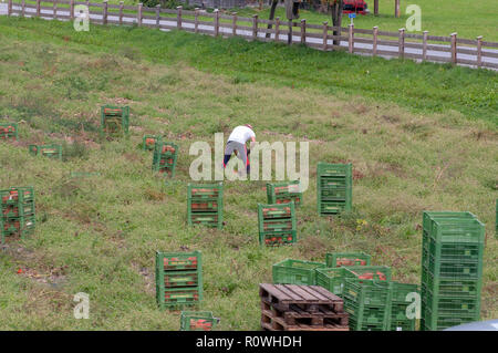 Agriculteurs travaillent dans un champ ramasser les citrouilles. Photographié à Neustift, Tyrol, Autriche Banque D'Images