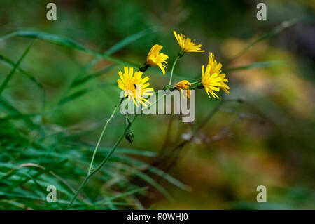 Fleur jaune Hypochaeris radicata (parfois orthographié Hypochoeris radicata), également connu sous le nom de catsear, flatweed, cat's-ear, hairy cat's ear ou faux Banque D'Images