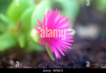 Gros plan d'une fleur rose sur une plante succulente Banque D'Images