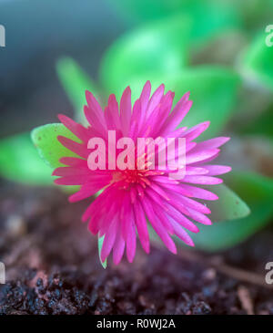 Gros plan d'une fleur rose sur une plante succulente Banque D'Images