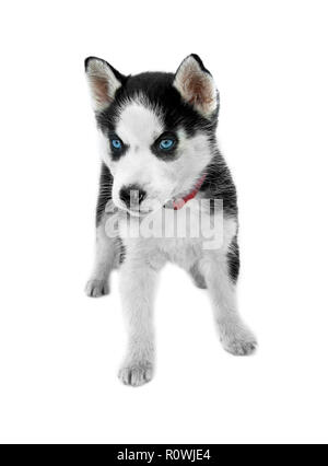 Les yeux bleus siberian husky puppy sitting isolé sur fond blanc Banque D'Images