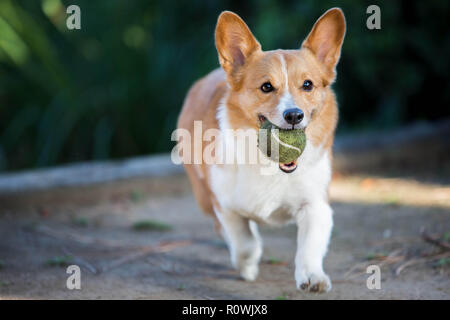 Pembroke Welsh Corgi jouant avec balle de tennis Banque D'Images