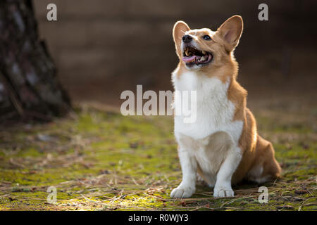 Corgi de plein air Portrait dans le coucher du soleil Banque D'Images