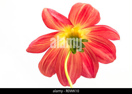 Close up cut out d'un dahlia rouge sur un fond blanc. Banque D'Images