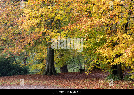 Hêtres dans la forêt de Shearwater sur le domaine de Longleat en automne, Wiltshire, Angleterre, Royaume-Uni Banque D'Images